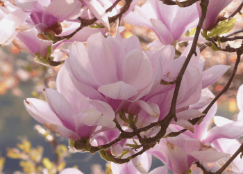magnolie magnolie